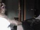 Nippy Mozart Nippy Mozart