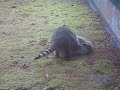 Raccoon Fight!