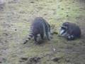 Raccoon Fight!