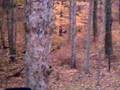 Ver Video