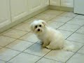 Coton de tulear, Olie, Sit Stay
