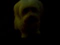 Coton de tulear, Olie, Sit Stay