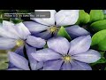 PuSan S.G  Vs SuNy fOu   22 June,  . .mov