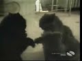AFV_CATS!