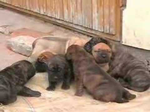 presa canario