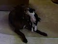 pit bull vs  boston terrier