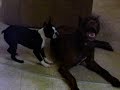 Pit Bull Vs. Boston Terrier