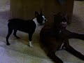 pit bull vs  boston terrier
