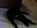 Boston Terrier video