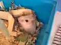 Horror Hamster