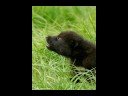 Kadzait WolfPack Part 2