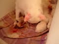 Pembe Episode 3: Mother Cat with 3 newborn Kittens