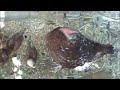 Celebrate Your Waste : Chicken System Celebrate Your Waste : Chicken System