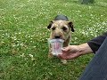 hondje Chica likt bekertje