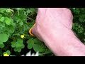 Parsely: Harvest it... Cutting it Down