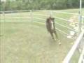 Vinyard Hill Minis Training