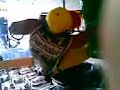 PATO ROUCO