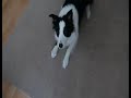 SUPER BORDER COLLIE ZAZOU TELWONDER