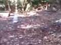 videos de works bomb