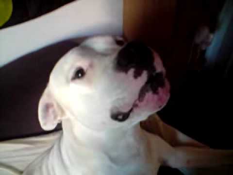 dog argentin