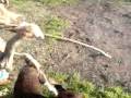 videos de Umma en busca del palo