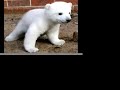 my cool polar bear project=)
