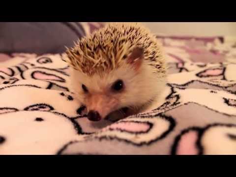 hedgehog - I did a video today with Ms. Teazel on how to pick up and hold your new hedgehog, which can be a pretty intimidating experience if the hedgehog is very aggre...