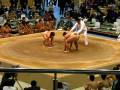 videos de Kid's sumo