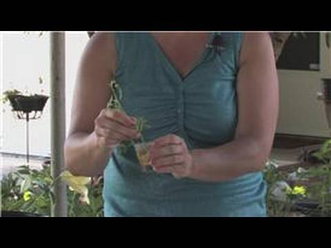 how to transplant a knockout rose bush