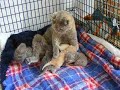 Selkirk Rex Kittens