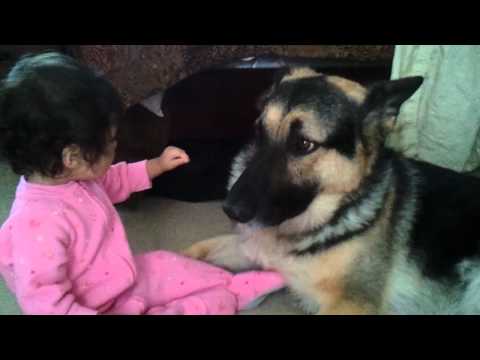 how to love a gsd