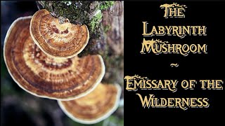 THE LABYRINTH MUSHROOM ~ Emissary of the Wilderness