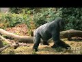 CUTE BABY GORILLA