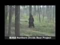 The Bear Rub