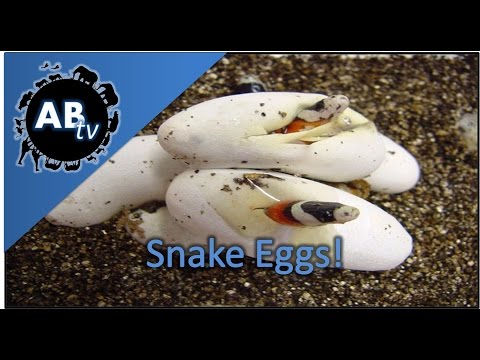 YouTube reptile video