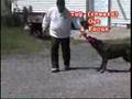 Family K9 Dog Training (www.familyk9.org)