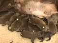 Torngasak pups eerste 10 dagen.wmv