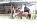 CABALLO TROTE Y GALOPE