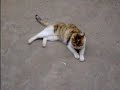 HUA HUA -THE CAT