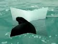 Il Pigna a Formia a bolentino. (Video) Il Pigna a Formia a bolentino. (Video)
