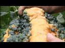Giant Marrow - Route 366