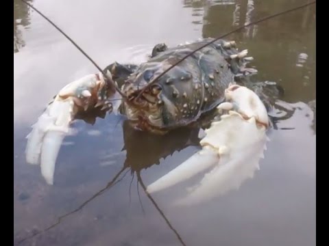 how to measure crayfish qld