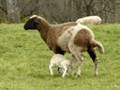 Schafe (Sheep)