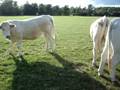 Surrounded By Cows!!!