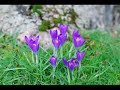 Eide Norena sings Grieg....Vaaren