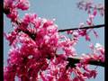 Eide Norena sings Grieg....Vaaren