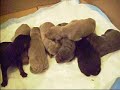 My New Puppies My New Puppies