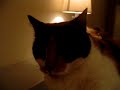pipi-the-cat-spinning-on-a-bed.html