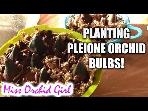 how to plant orchid bulbs