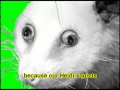 Famous cross-eyed opossum set to become TV star Famous cross-eyed opossum set to become TV star